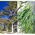 Big Pack - (1,000) Eucalyptus Corymbia citriodora Tree Seeds - aka Lemon-Scented Gum - Non-GMO Seeds by MySeeds.Co (Big Pack - Eucalyptus Lemon Scentd Tree)