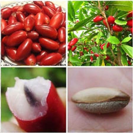 Creative Farmer Live Plant for Roof Garden Miracle Fruit from West Africa Pot Plant(1 Healthy Live Plant)