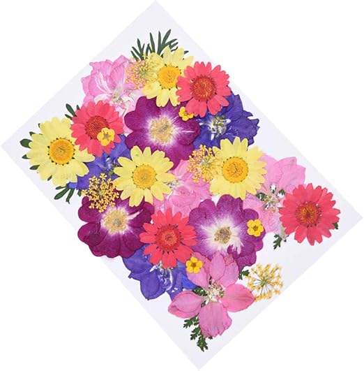 Gepresste Blumen Bunte Krauter Fur Die Herstellung Von Schmuck Exceart 1 Box Mit Getrockneten Blattern Echte Getrocknete Blatter Gepresste Blumen Echte Blumen Kuche Haushalt Wohnen Basteln Malen Handarbeiten Suenaacampo Com