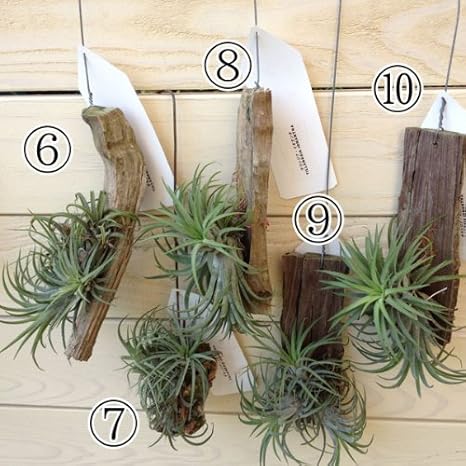 Amazon Co Jp 希少植物 エアープランツ チランジア イオナンタ 流木仕立て 形選べます 7番 ホーム キッチン