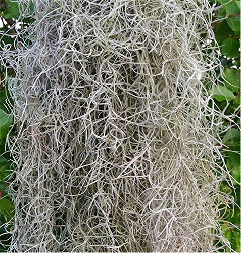 Spanish Moss - 5 lb box - Florist Supplies