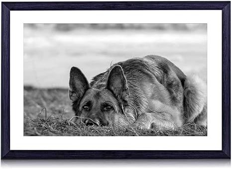 Amazon Co Jp ジャーマンシェパード 動物 白黒の絵画 装飾画 壁飾り アートパネル インテリアアート 木製の枠 壁ポスター モダン 現代壁の絵 額縁付きの完成品 横 35 50cm ホーム キッチン
