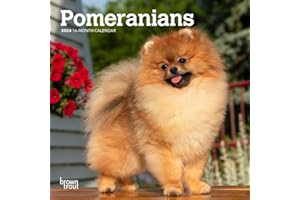 Pomeranians | 2024 7 x 14 Inch Monthly Mini Wall Calendar | BrownTrout | Animals Small Dog Breeds
