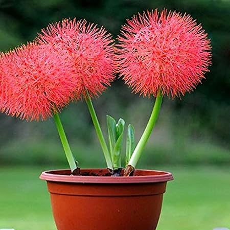 Kraft Seeds Football Lilly Flower Bulbs (Multicolour, 10 Pieces)