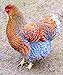Chicken Forage Mix of Greens that Chicken Love. Adds Omega 3 Fatty Acids to Their Eggs. 1/8 Pound.