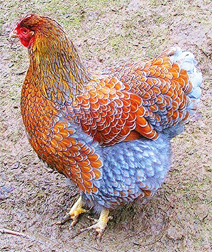 Chicken Forage Mix of Greens that Chicken Love. Adds Omega 3 Fatty Acids to Their Eggs. 1/8 Pound.