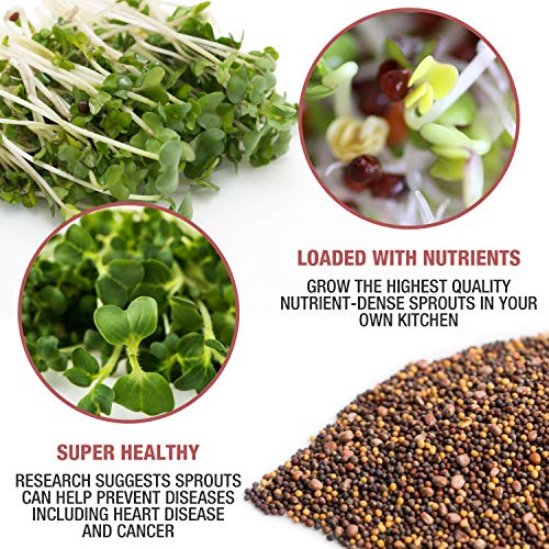 Mumm's Sprouting Seeds - Broccoli Brassica Mixed Blend - 200 GR - Sprout Your Own Organic Microgreen - Easy Sprouter Kit - Thumbnail 2