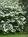 Mock Orange Bush/Shrub-Bare Root-Healthy Plant- 3 pack