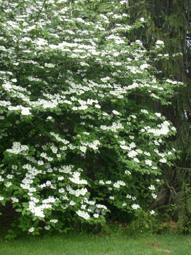 Mock Orange Bush/Shrub-Bare Root-Healthy Plant- 3 pack