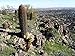 *Rare*GIANT RED MEXICAN BARREL CACTUS*5 seeds*#1151