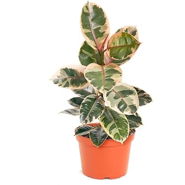 Amazon Best Sellers: Best Cacti & Succulent Plants