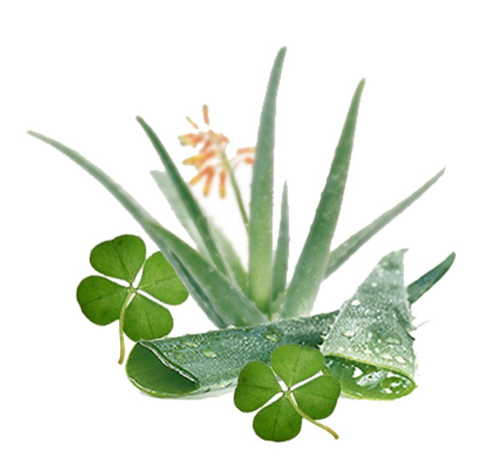 1 oz Candle Soap Home Fragrance Oil-Green Clover & Aloe