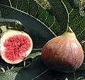 Violet De Bordeaux Negronne Edible Fig Plant - Ficus carica - Sweet - 4" Pot