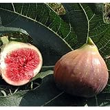 Violet De Bordeaux Negronne Edible Fig Plant - Ficus carica - Sweet - 4" Pot