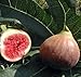 Violet De Bordeaux Negronne Edible Fig Plant - Ficus carica - Sweet - 4" Pot
