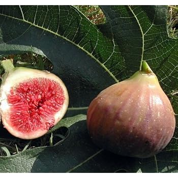 Violet De Bordeaux Negronne Edible Fig Plant - Ficus carica - Sweet - 4" Pot