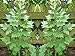 Lovage Herb Seeds for Microgreens, Gardening or Sprouting bin194 (100 Seeds)