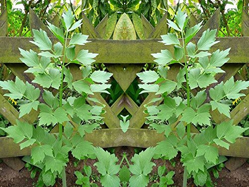 Lovage Herb Seeds for Microgreens, Gardening or Sprouting bin194 (100 Seeds)