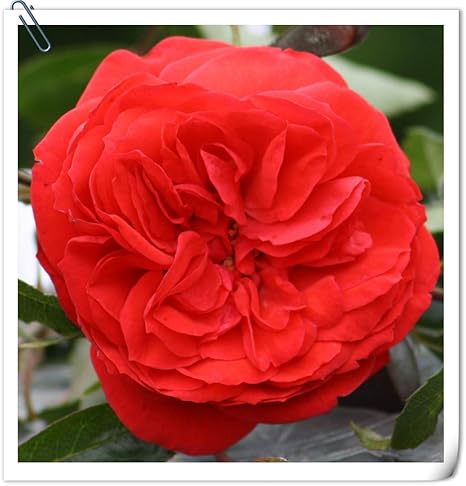 Images Na Ssl Images Amazon Com Images I 611te9