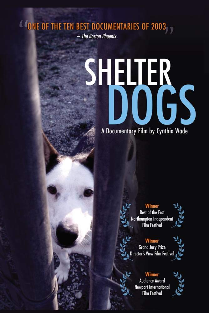 Amazon Com Shelter Dogs Sue Sternberg Cynthia Wade Heidi