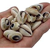Fundiyoug 100 PCS 0.63"-0.71" Natural Spiral Cowrie Shell Cut African Cowrie Shells, Beach Seashells with Hole for DIY Craft Jewelry Making, Adorning Hair Locks and Braids (16-18mm, Grey)