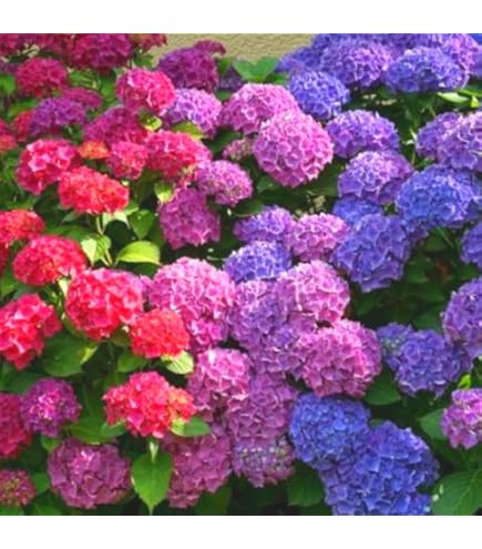 Amazon.com: 藍色紫色色調繡球花灌木植物樹外活灌木植物,2.5 Inc