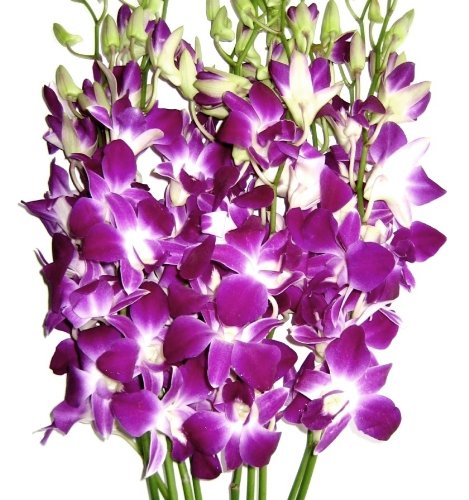 Purple Dendrobium Orchids (10 stems Orchid with Rhinestone Mesh Ribbon Vase)