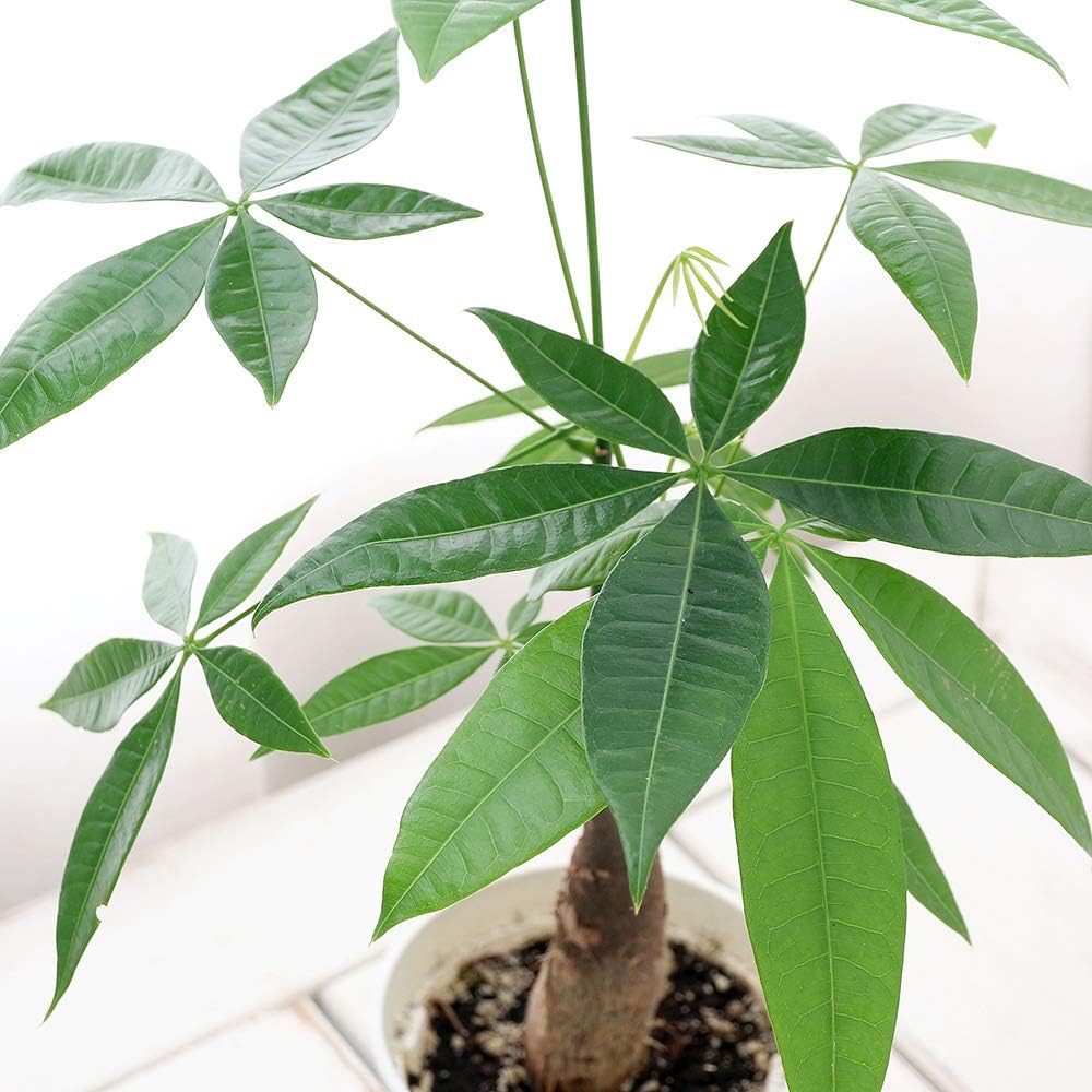 Amazon Co Jp 観葉植物 パキラ ４号 １鉢 ペット用品