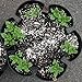 Huge 4 Tier GreenStalk Vertical Planter – for Urban and Small Space Gardening (Stunning Stone)