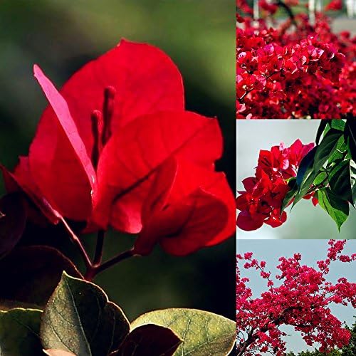 20Pcs Red Bougainvillea Flower Seeds Ornamental Plant Garden Yard Decoration - Red Bougainvillea Seeds