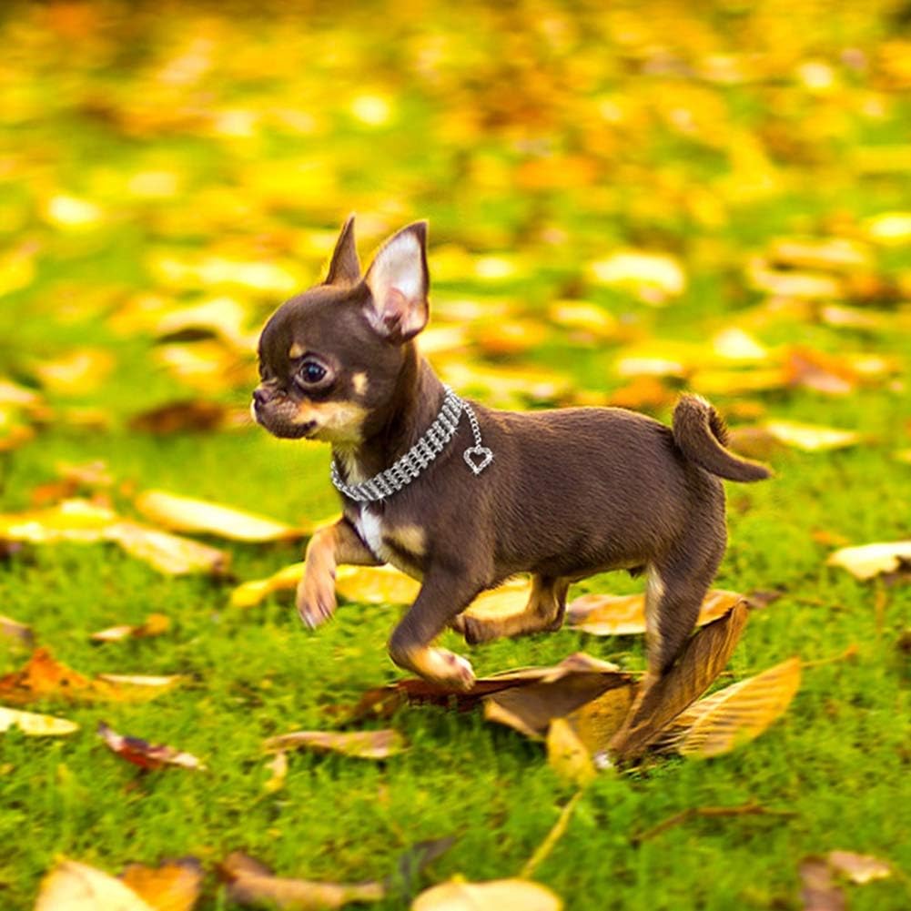 chihuahua chain collar