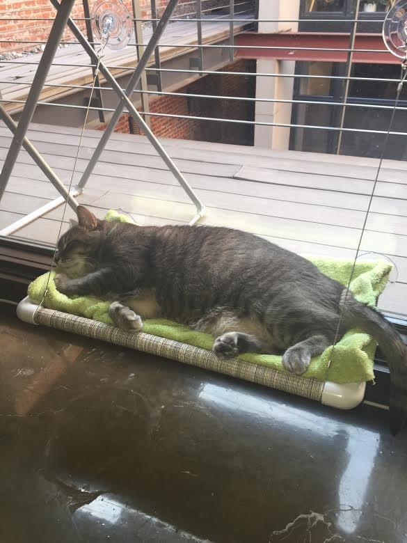 Pictures Kitty Cot Original™