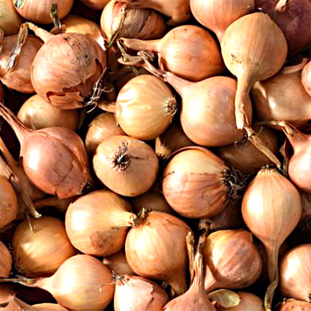 8 x Shallots Red Sun – Attractive, Red Tinged Skin – Crisp, White Fleshed Bulbs – Perfect for Cooking, Salads or Pickling – Long Storage Potential – Grow in Your Kitchen Garden Today