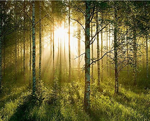 Birch Glory Huge Wall Mural 12ft 6in Wide x 9ft High