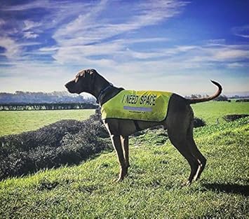 extra large dog vest