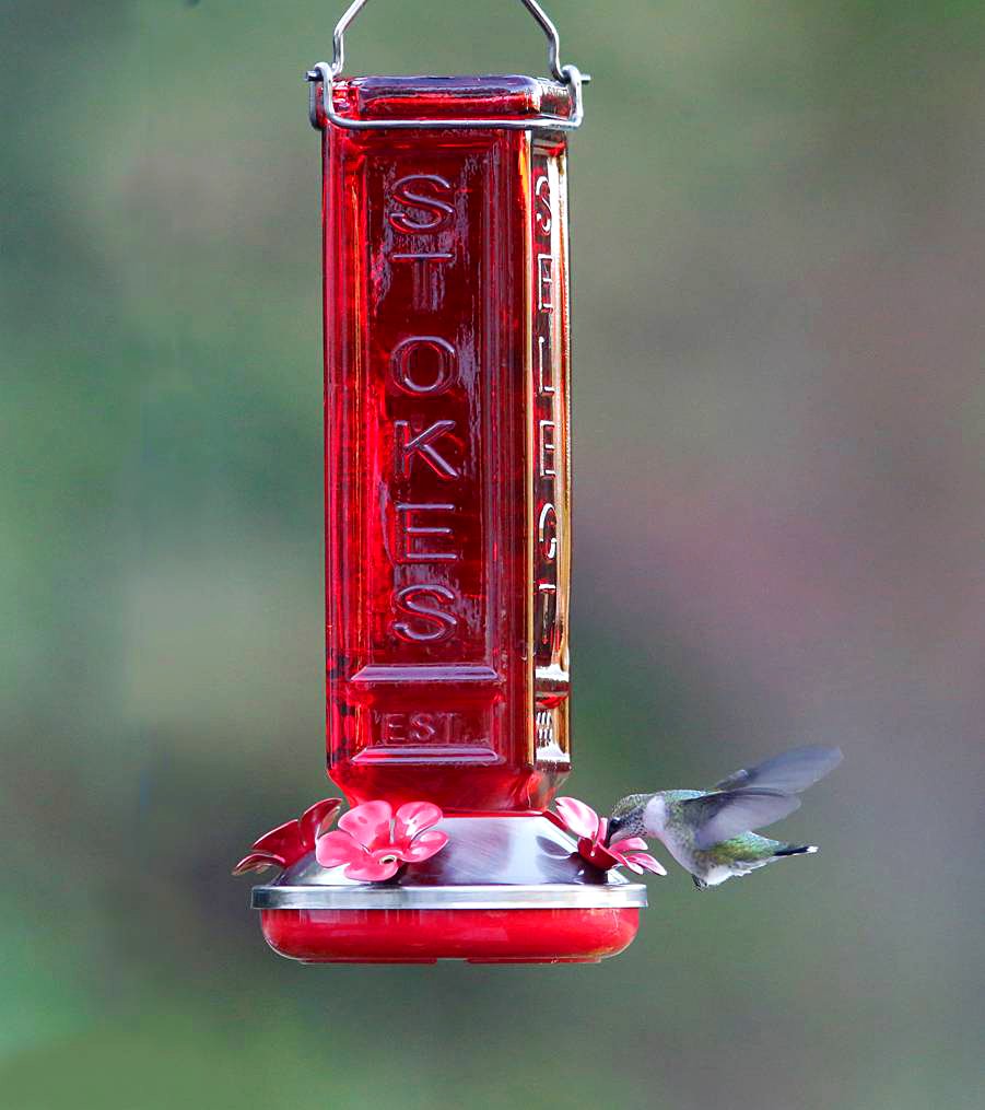 Stokes Select Collector S Red Glass Hummingbird Feeder With Four