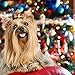Didog 20pcs Dog Cat Grooming Accessories Hair Bow for Christmas Party