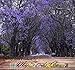 Paulownia Elongata Tree Seeds, aka Empress Tree - Very Large Leaves, Shade Tolerant - By MySeeds.Co (Paul Elongata x 1 Pack)