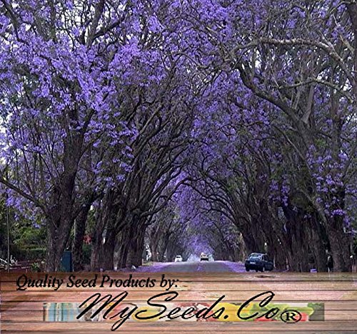 Paulownia Elongata Tree Seeds, aka Empress Tree - Very Large Leaves, Shade Tolerant - By MySeeds.Co (Paul Elongata x 1 Pack) Paulownia Elongata Tree Seeds, aka Empress Tree - Very Large Leaves, Shade Tolerant - By MySeeds.Co (Paul Elongata x 1 Pack)