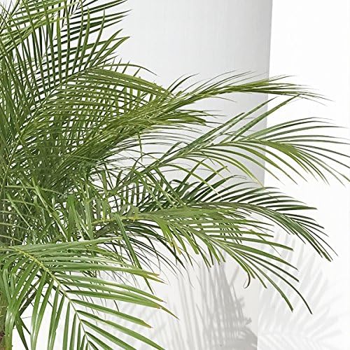 Amazon フェニックス ロベレニー ヤシの木 新鮮ヤシの木 状態良し 観葉植物 8号鉢 インテリア 大型 観葉植物 オンライン通販