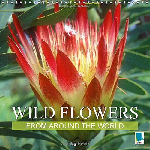 Wild Flowers from Around the World: The Wild Siblings of Our Potted Friends (Calvendo Nature)