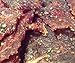 Memphis Dry Rub BBQ Jerky Premium USA Gourmet Beef Jerky Marinated Aged Cured Beef Brisket 2.85oz Resealable Bag (Memphis Dry Rub BBQ Jerky)