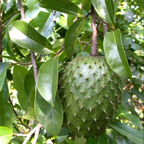 20Pcs Soursop Tropical Fruit Custard Apple Graviola Annona Muricata Seeds