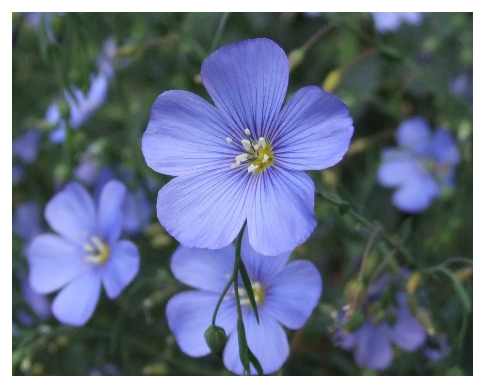 PREMIER SEEDS DIRECT - Linum PERENNE - Blue Flax - 3GM ~ Approx 1900 Seeds