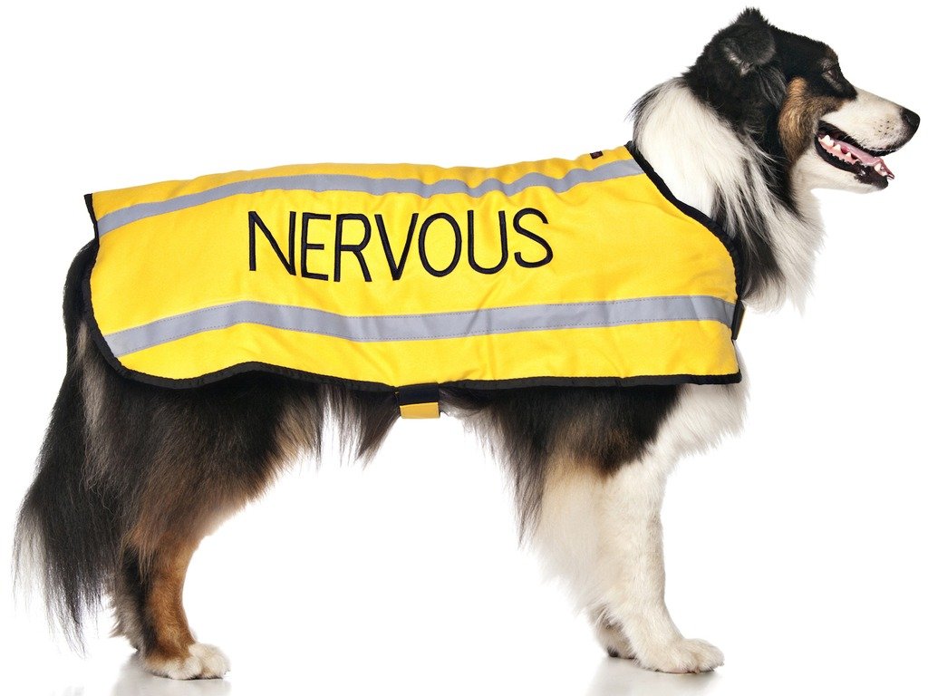 Dexil NERVOUS (Give Me Space) Yellow Colour Coded S M L Reflective Waterproof Fleece Lined Warm Dog Coats PREVENTS Accidents By Warning Others Of Your Dog In Advance (M-L)
