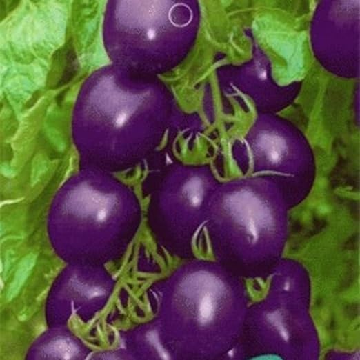 FastDirect Semillas de Tomate Morado 50 PCS Semillas de Verduras ...