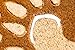 Evergreen Flag Natural Coconut Fiber Coir Hedgehog Shaped Welcome Mat 28” x 16”