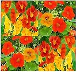 BIG PACK - NASTURTIUM Flower Seed Mix (1,000) - Edible Tropaeolum nanun - Spurred, flat-faced trumpet - USED IN CAKE & BAKERY - Flower Seeds By MySeeds.Co (BIG PACK - Nasturtium Mix)