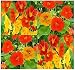 BIG PACK - NASTURTIUM Flower Seed Mix (1,000) - Edible Tropaeolum nanun - Spurred, flat-faced trumpet - USED IN CAKE & BAKERY - Flower Seeds By MySeeds.Co (BIG PACK - Nasturtium Mix)
