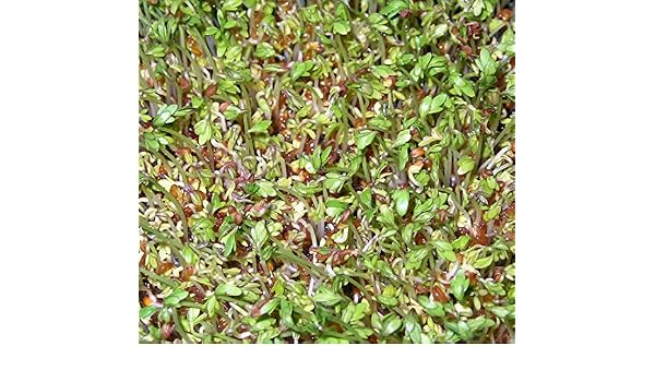 Shoopy Star 250 Semillas NT de CRESSON de Fontaine Plantas ...